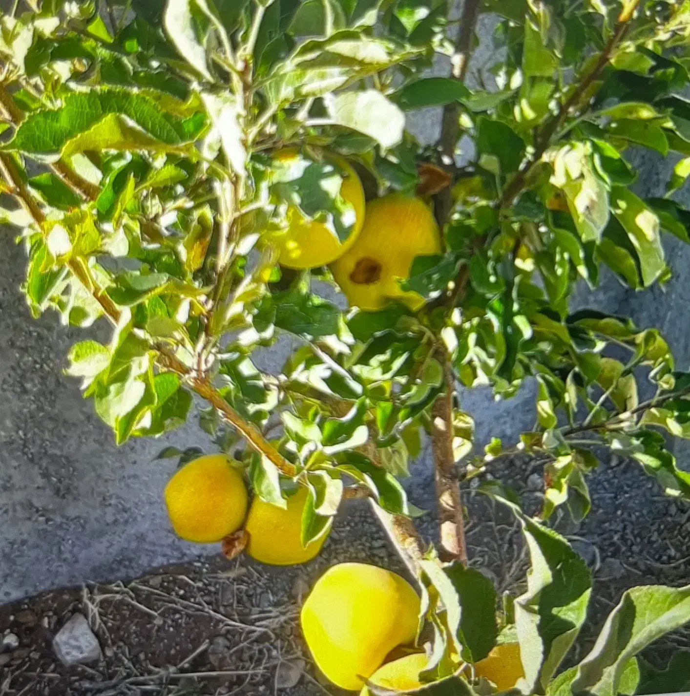 باغ سیب و گردو سربندان