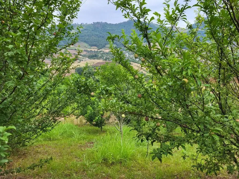 فروش زمین باغی