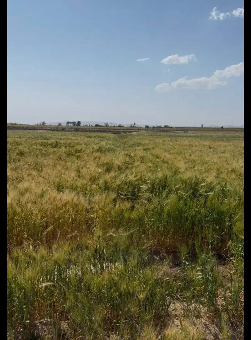 ۳هکتار زمین کشاورزی
