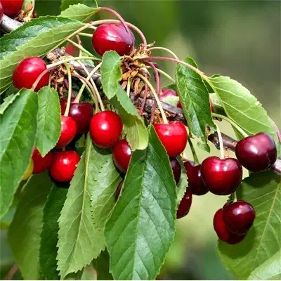 فروش زمین کشاورزی گیلاس
