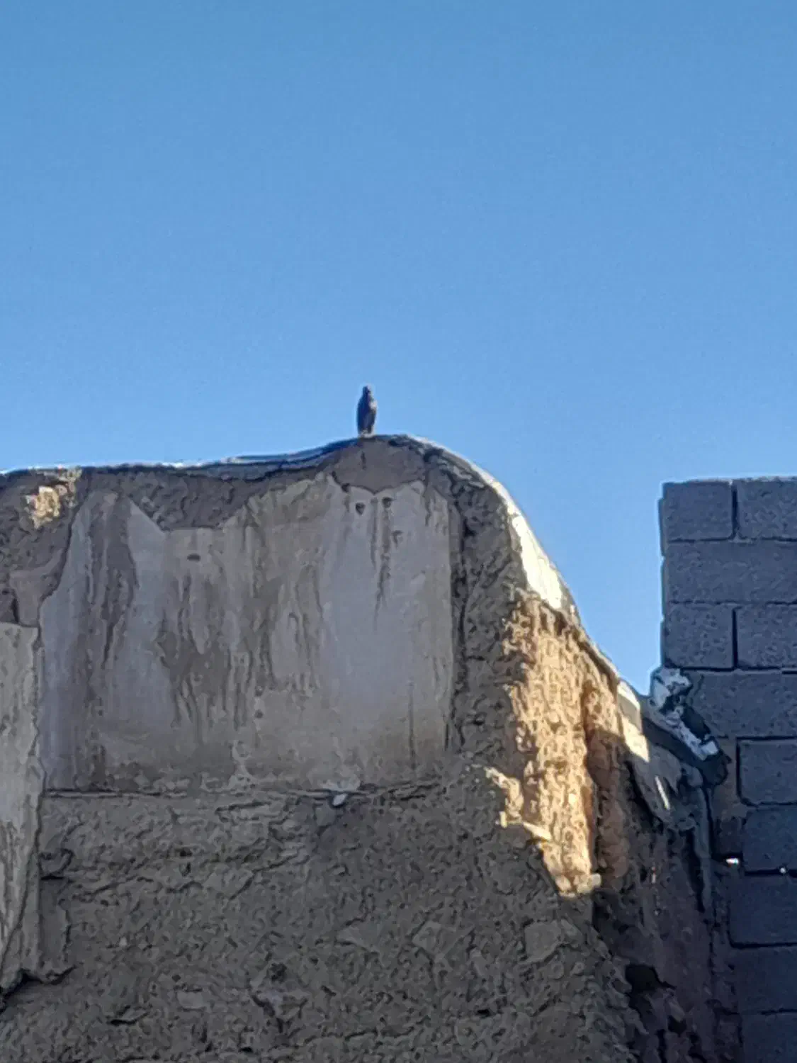 باغ انگور روستای قره تپه