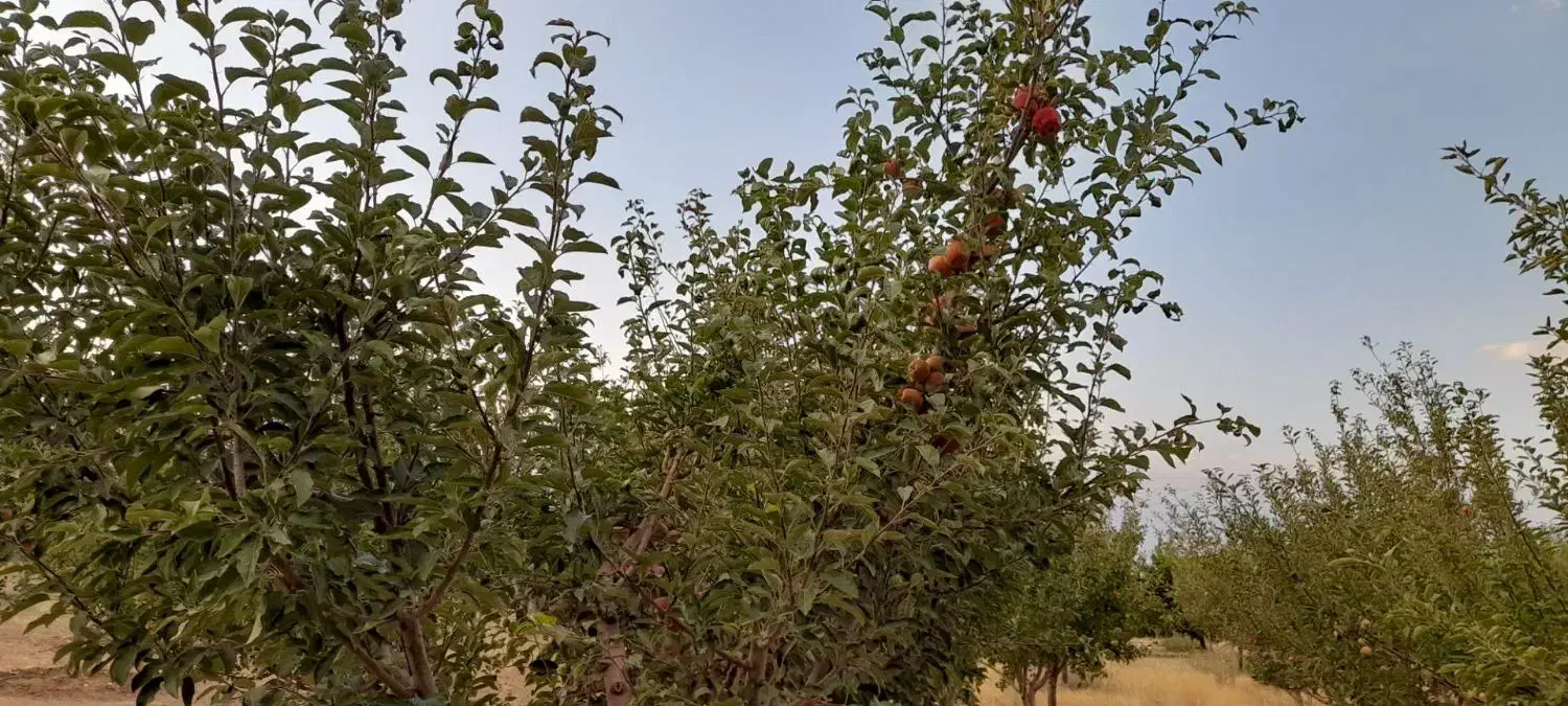 باغ شهر تلاش