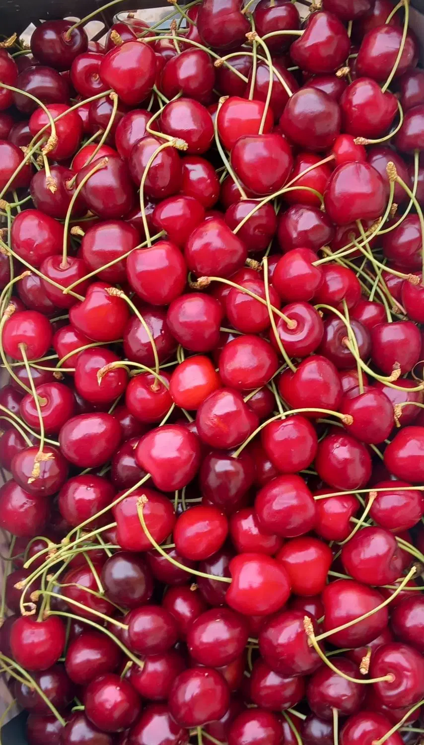 اجاره مغازه