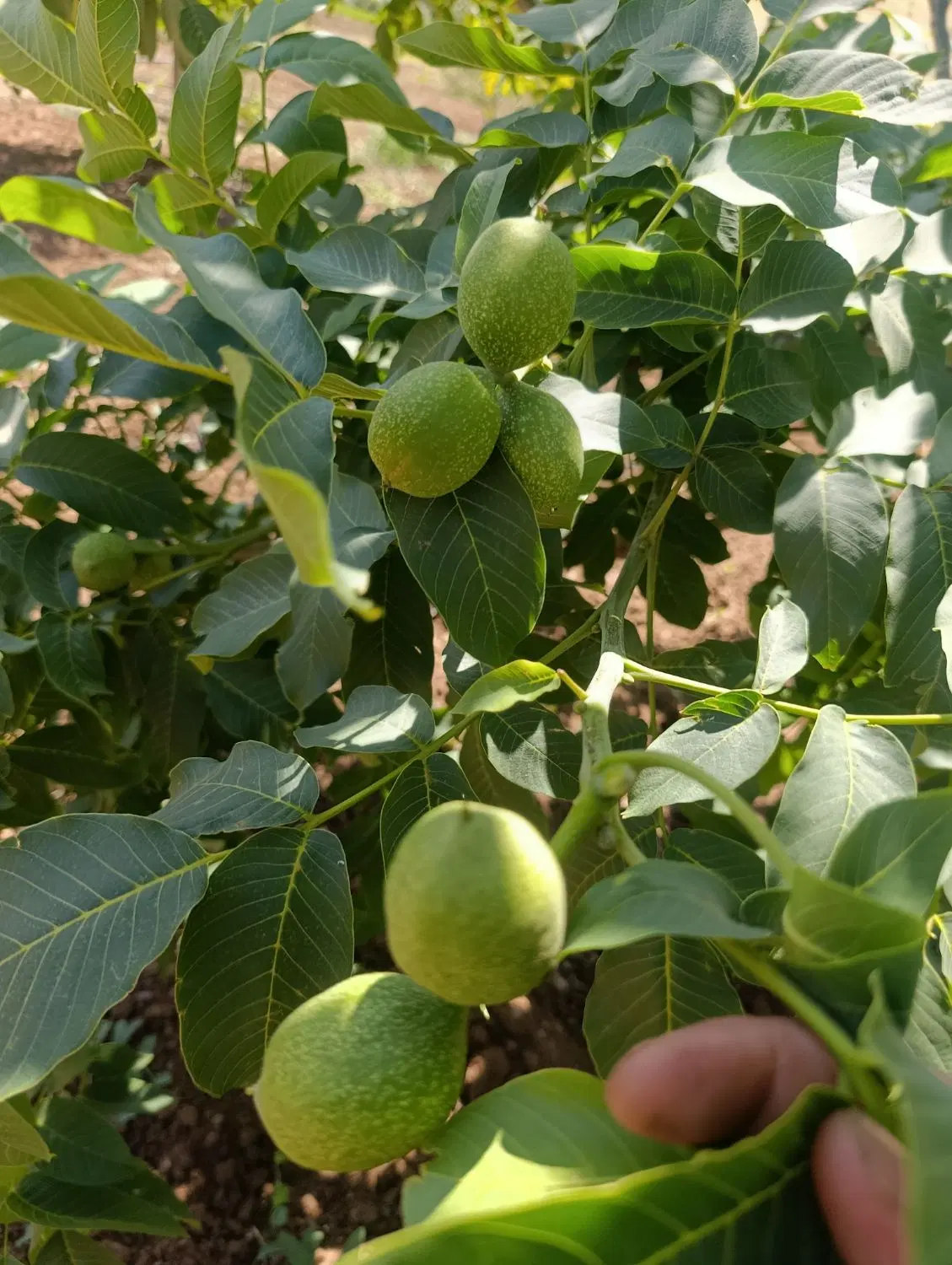 فروش زمین باغی