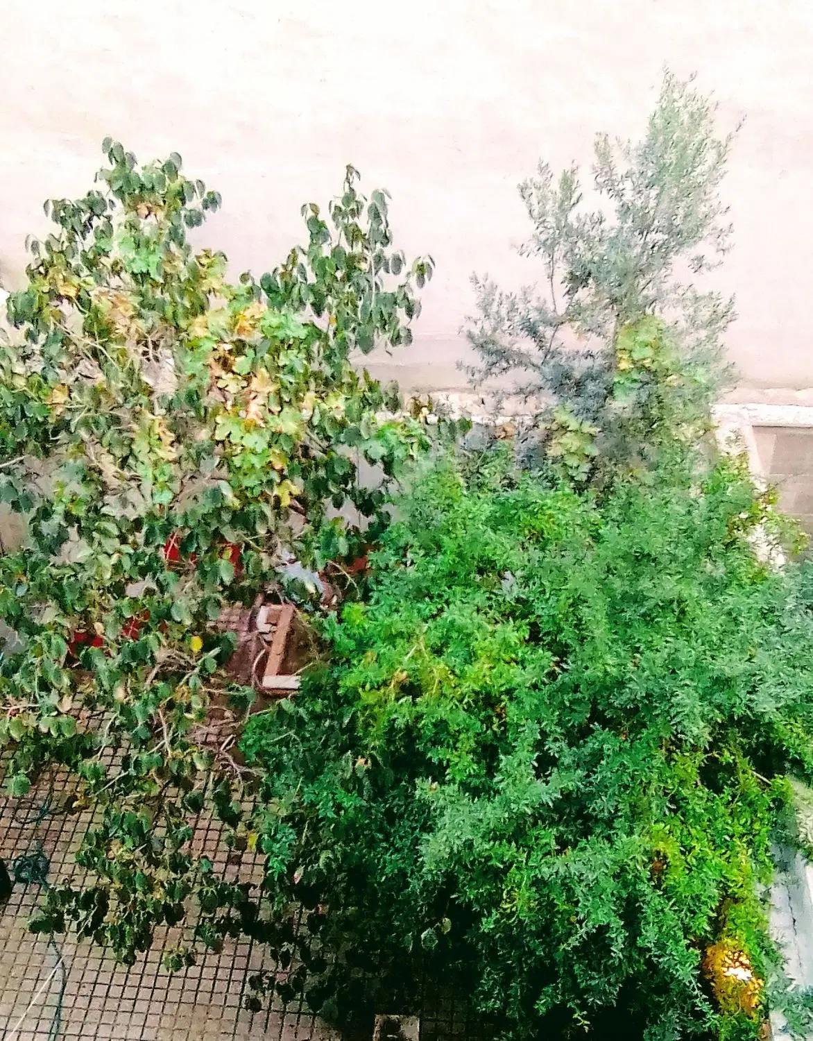 خانه کلنگی