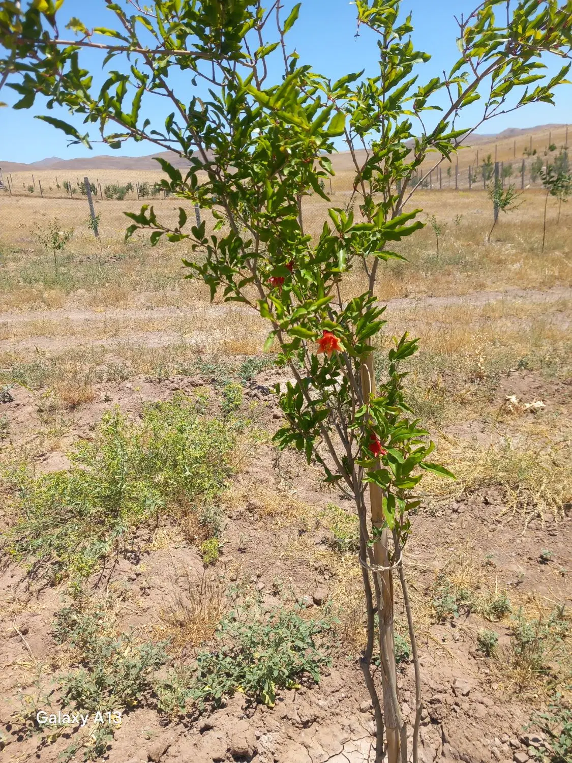 باغ یک ساله با ۷۰ درخت میوه