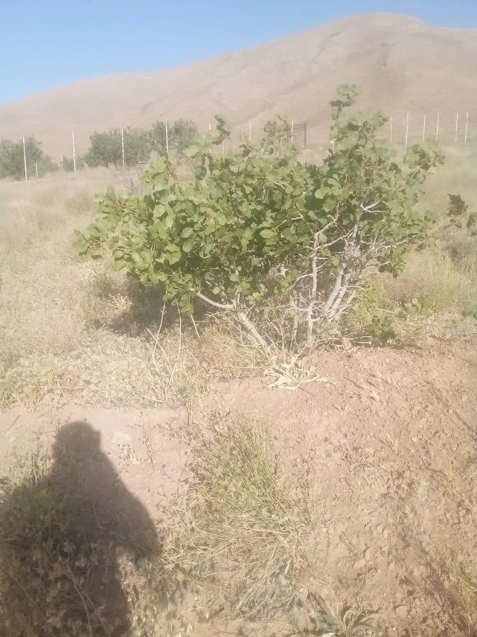 زمین باغی سیاسرد