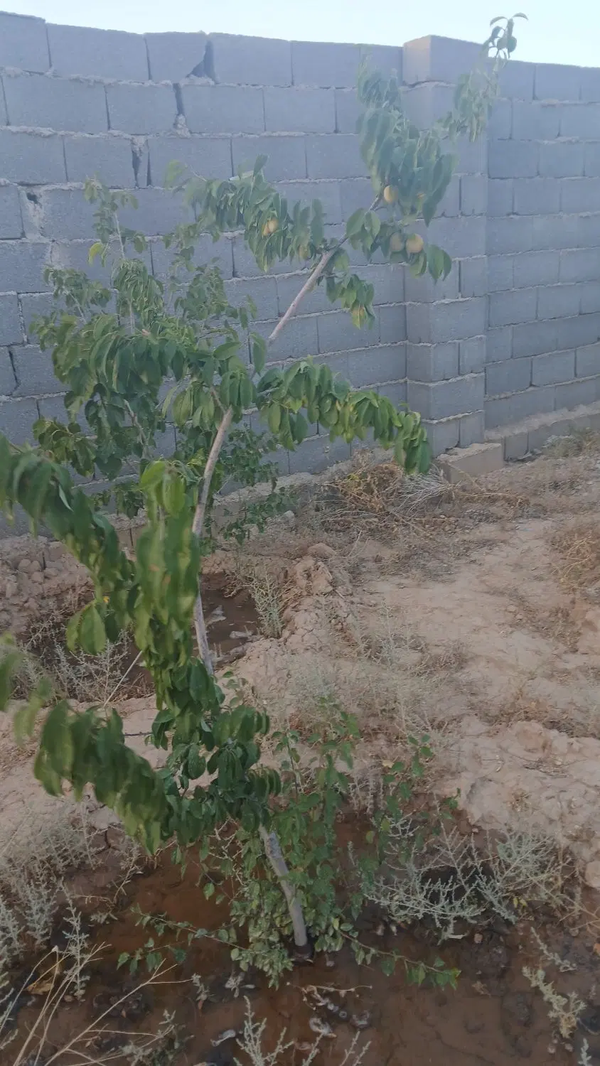 باغچه ۵۰۰ متری شاهنامه  فروش فوری
