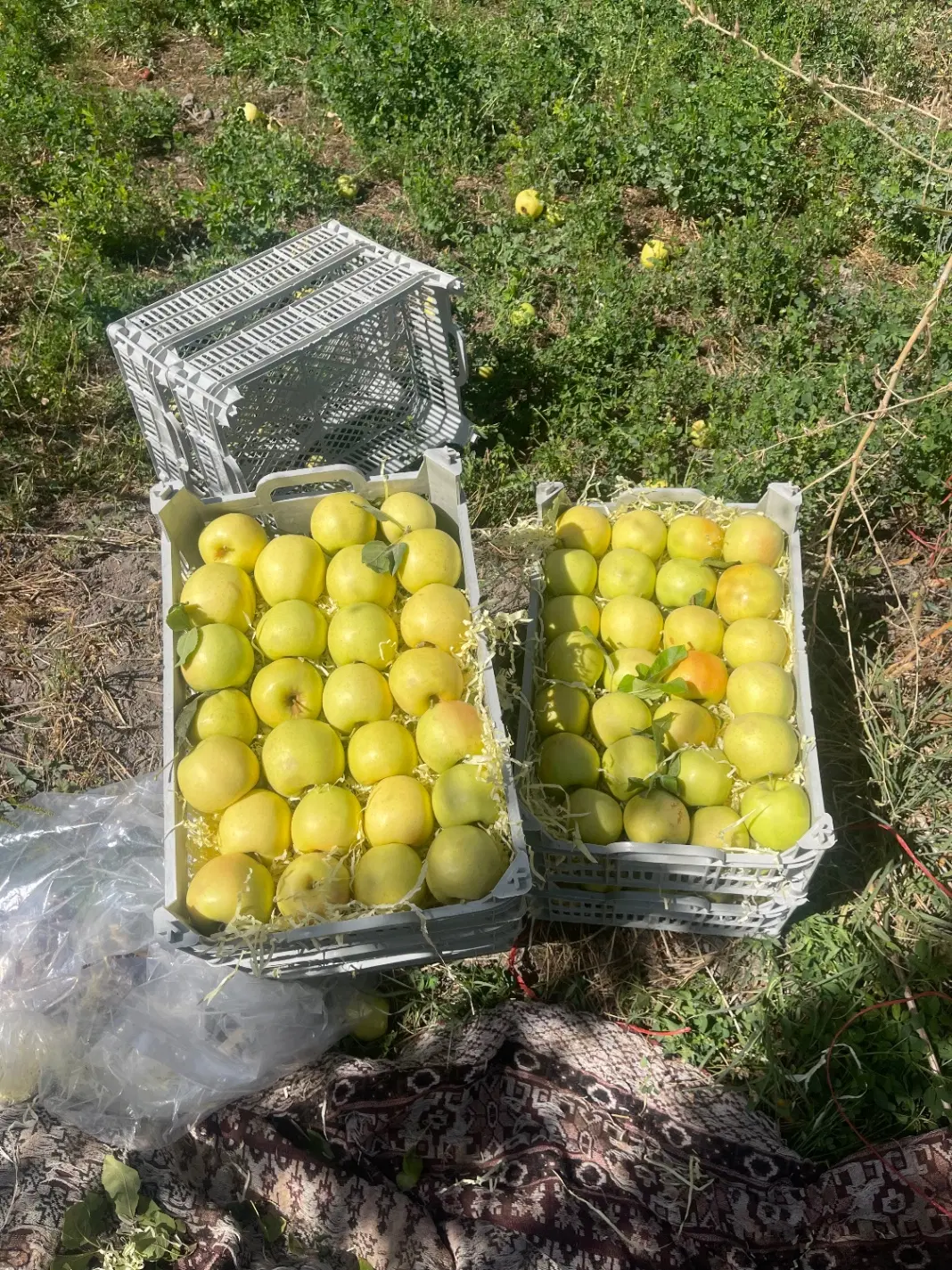 باغ وباغچه روستای تازه کند اردوشاهی جاده سنتو