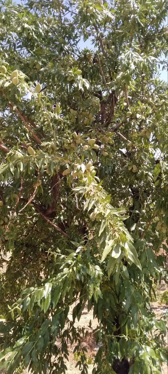 زمین باغ