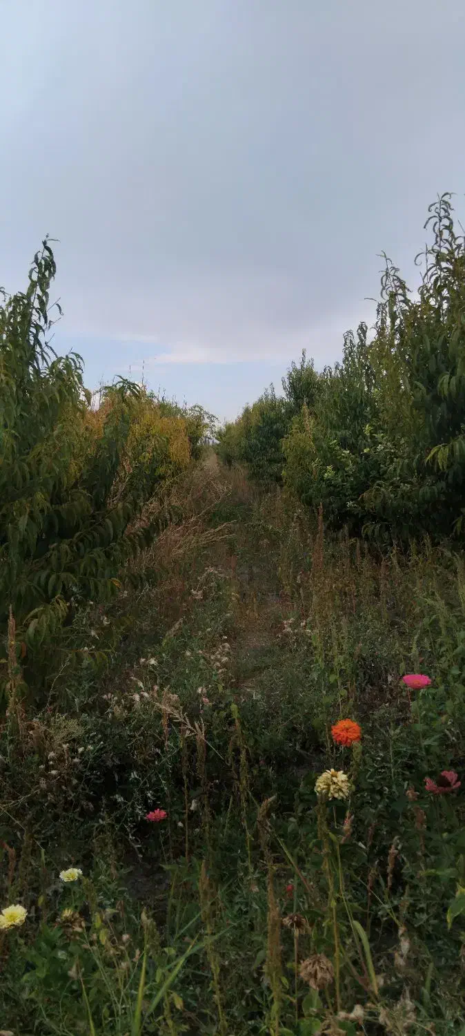 باغچه ۱۴۵۰ متری