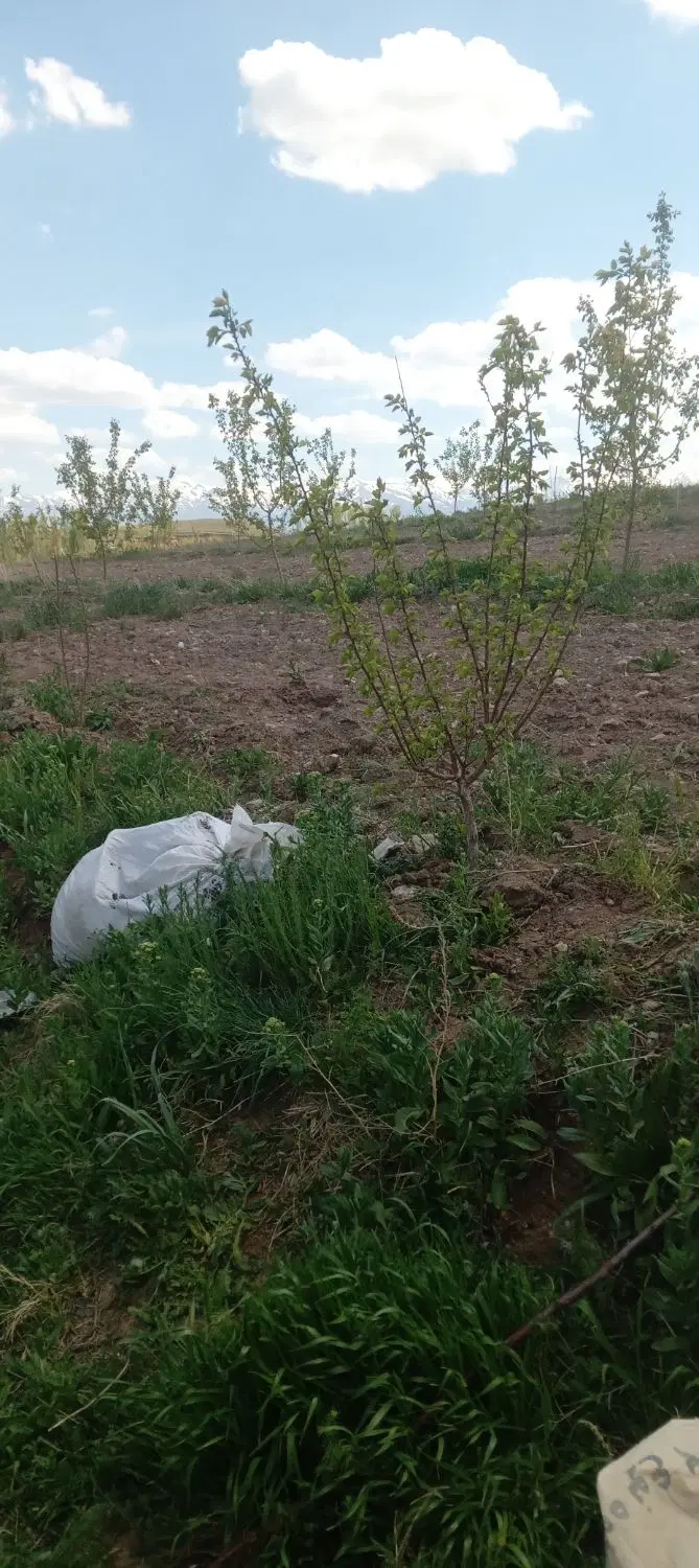 باغ زردآلو