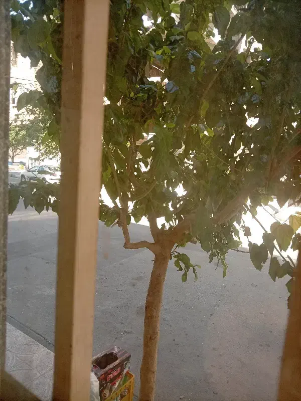زمین مسکونی رباط کریم بلوارترکاشوند