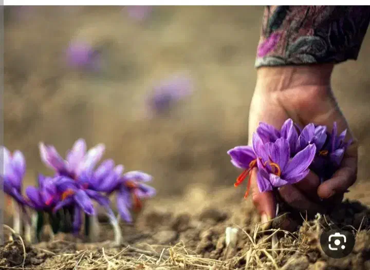 زمین مناسب زعفران