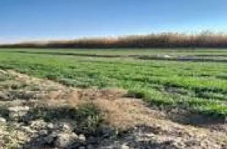 زمین رشتقون خوشه زرین جهاد کشاورزی