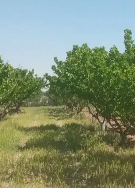 زمین بلوار ولیعصر