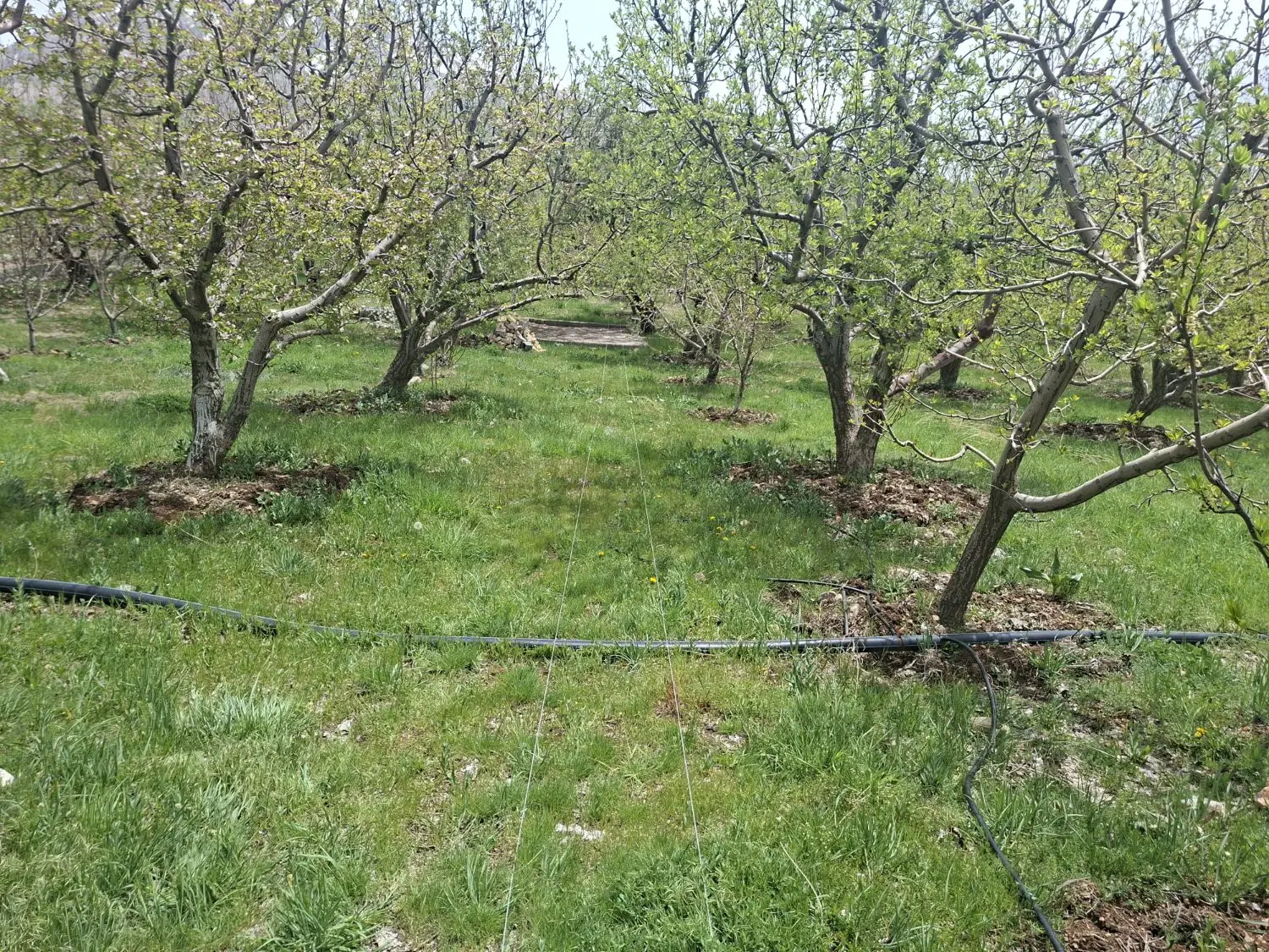 فروش باغ درشهرسی سخت
