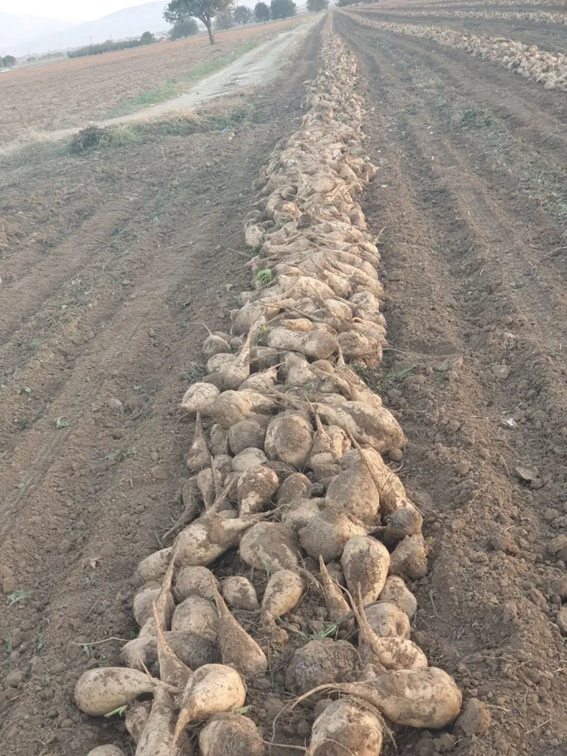 اجازه کشاورزی