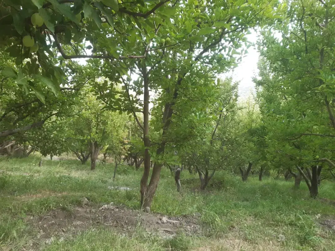 کوخدان