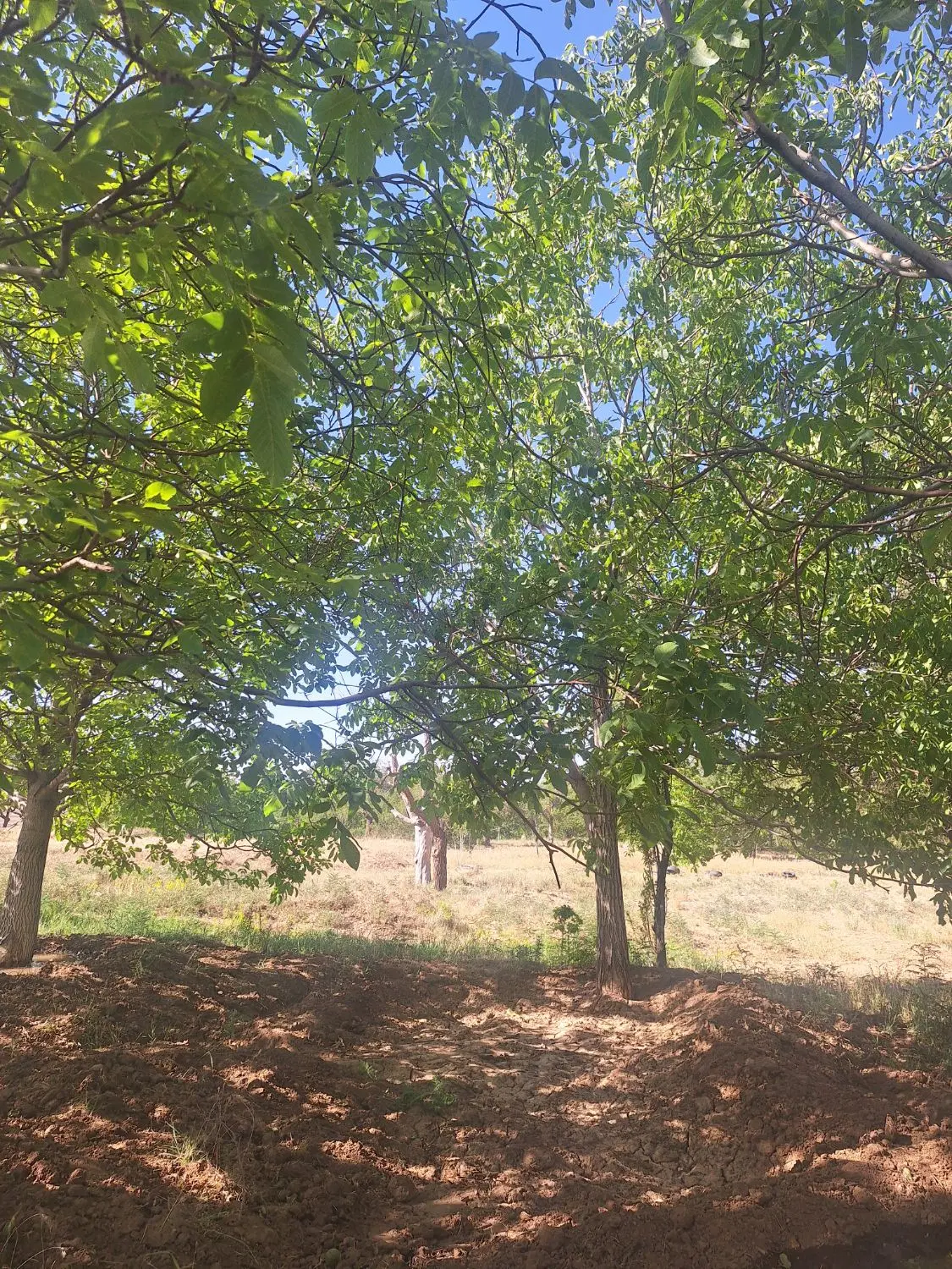 ۵۰۰ متر باغ گردو بادام