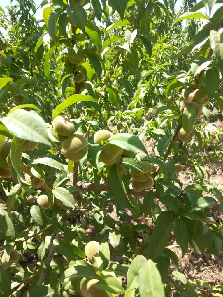 باغ ۷۰۰متری، ۷ ساله سهیلیه زعفرانیه
