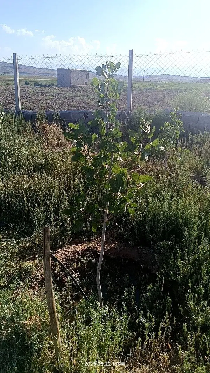 زمین