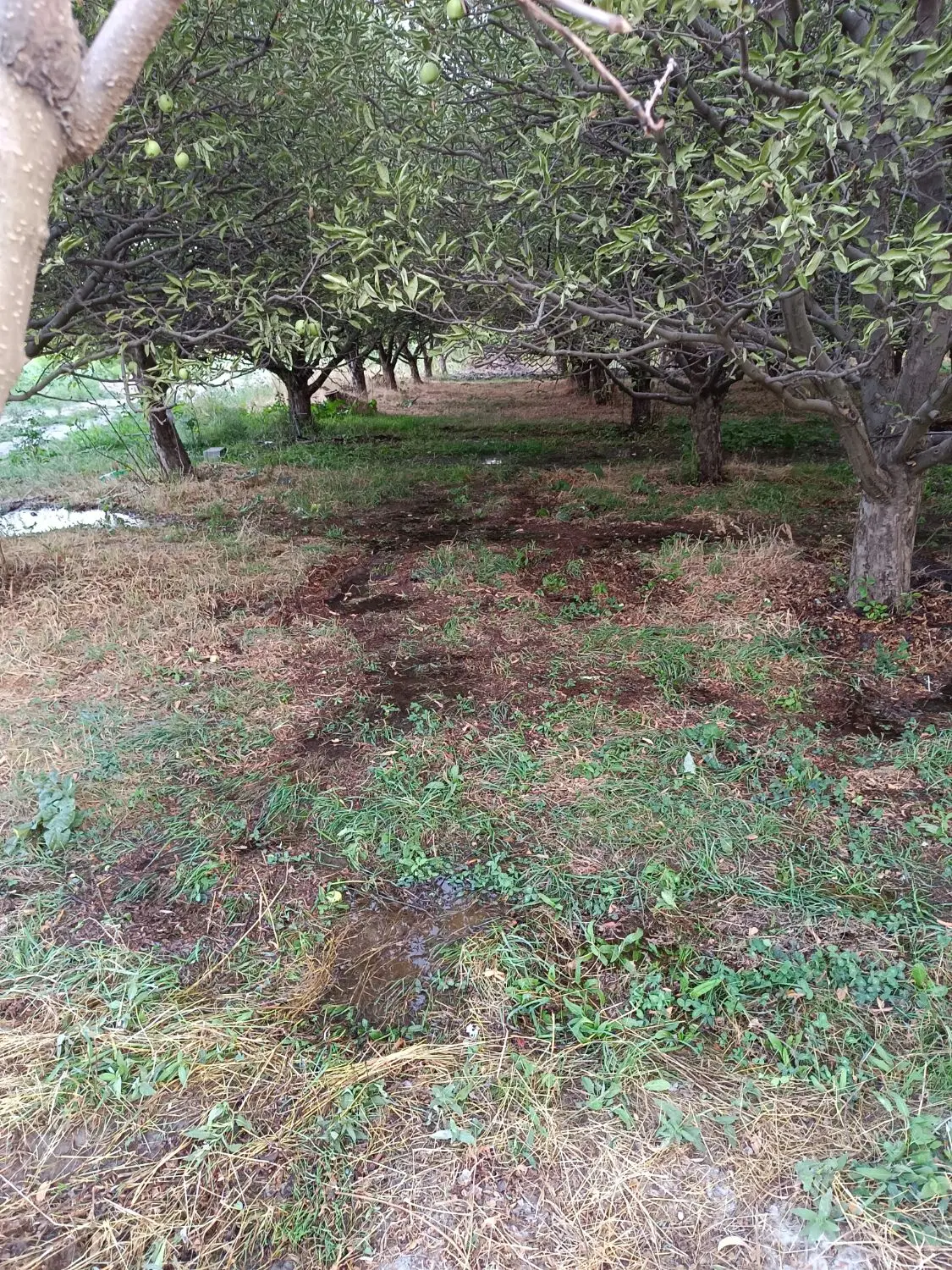 باغ زیبا در چوبتراش