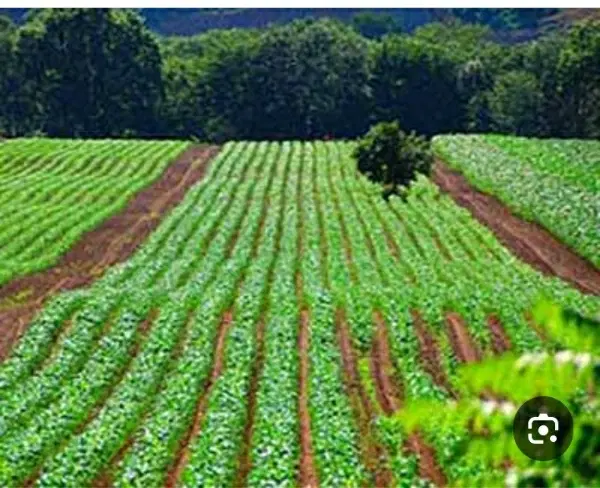 زمین کشاورزی ۳۵ هکتار