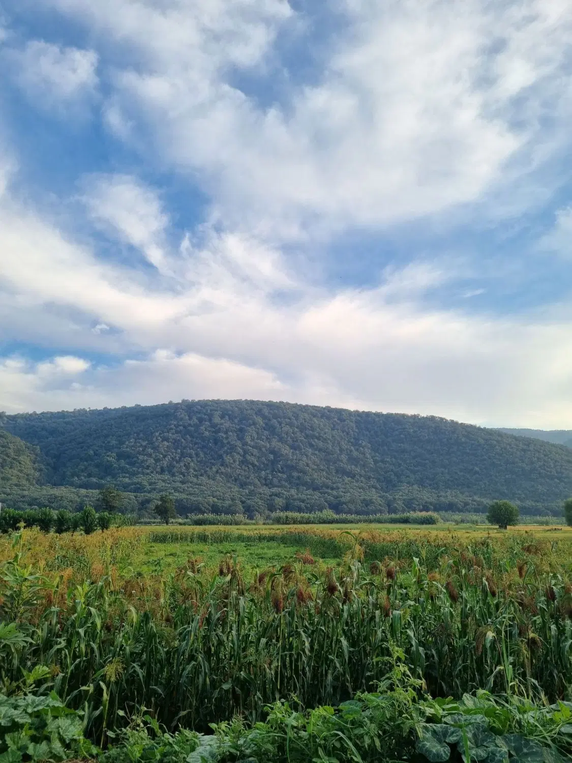 زمین ۱۶۸متری دبیران۱۲