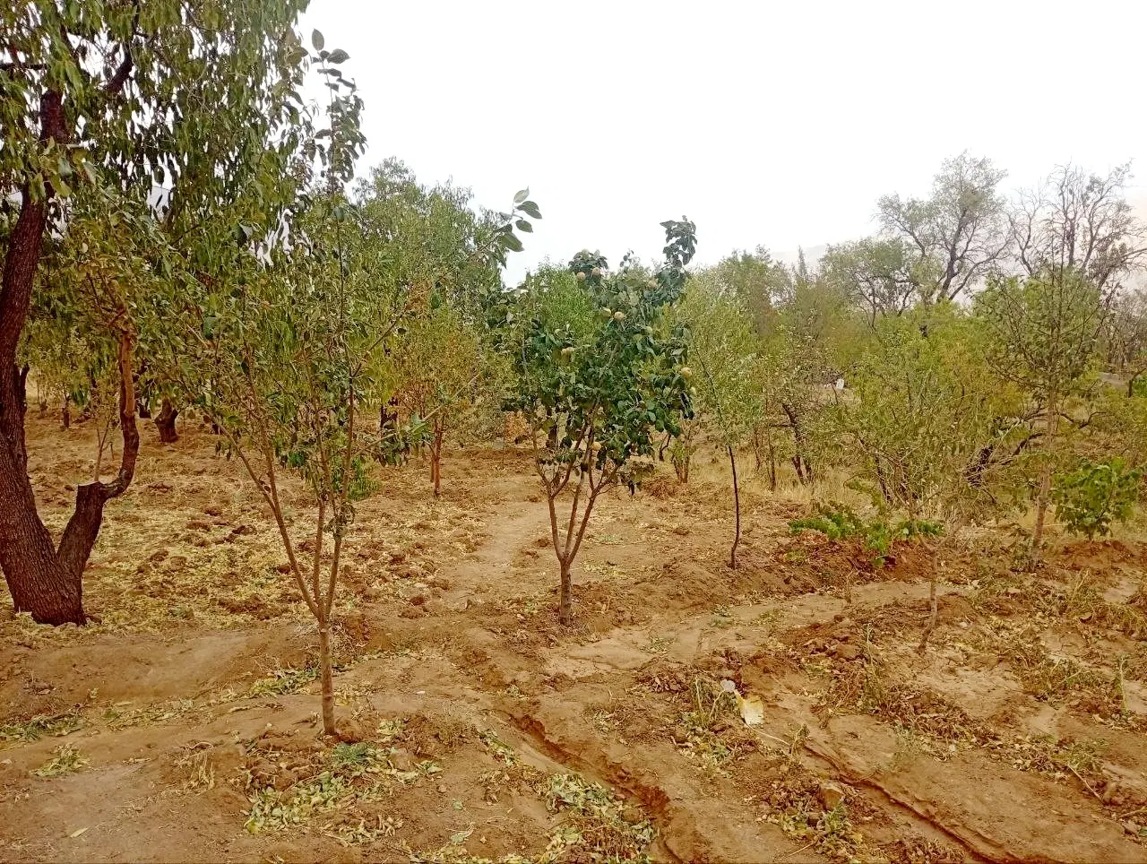 باغ 2150 در آستانه اراک