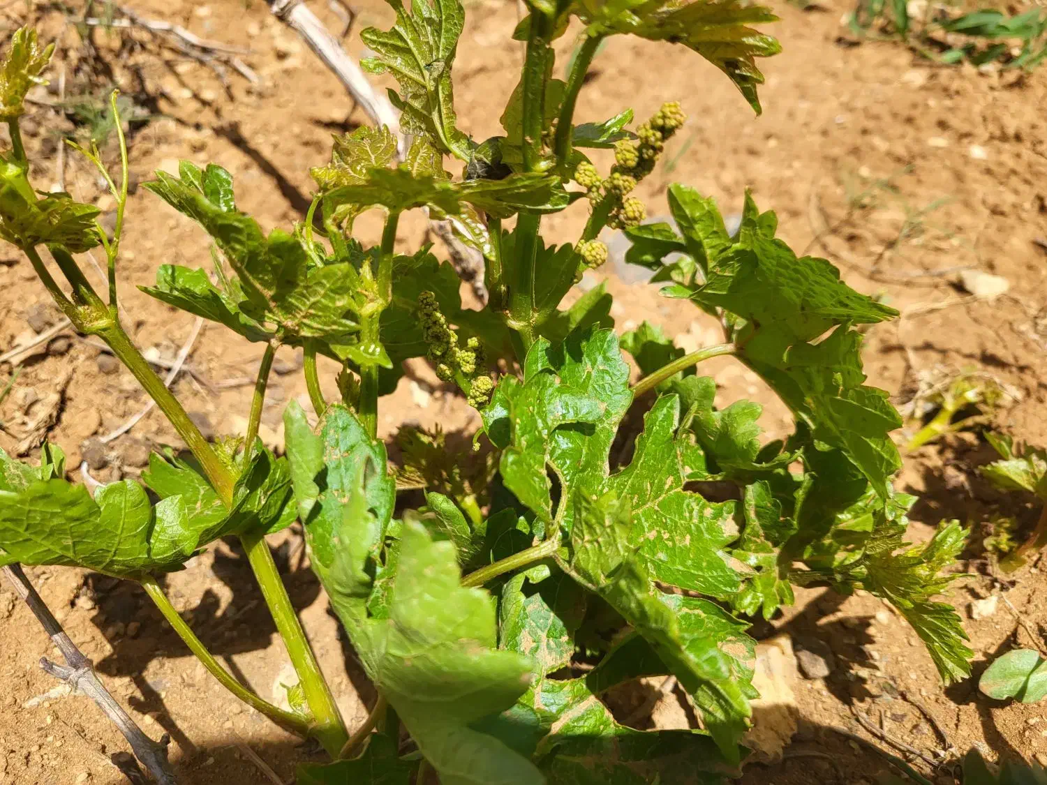 باغ انگور