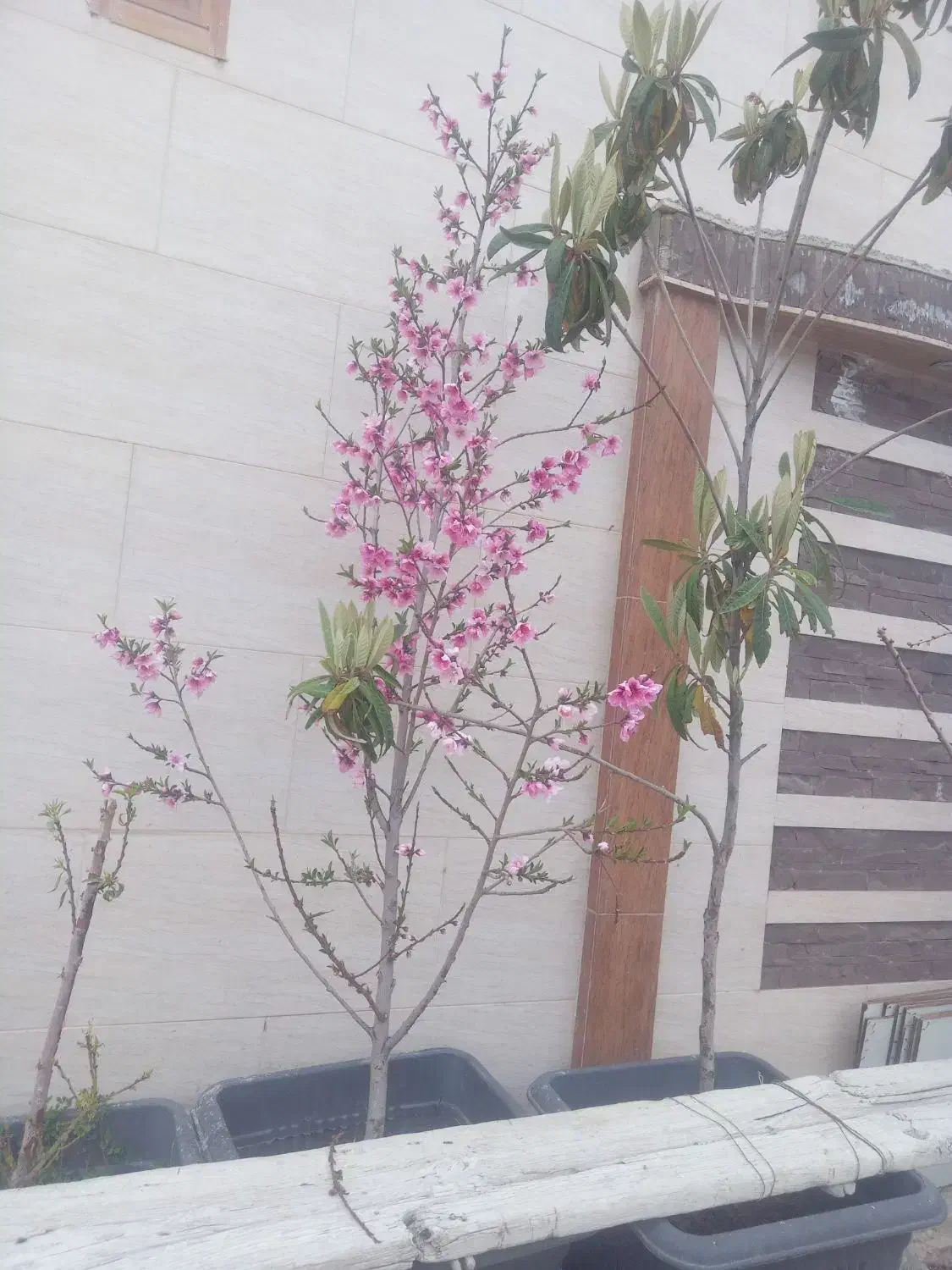 خانه رهن کامل