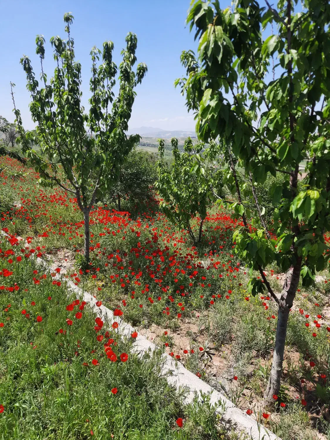 باغ در شهرک ویلایی