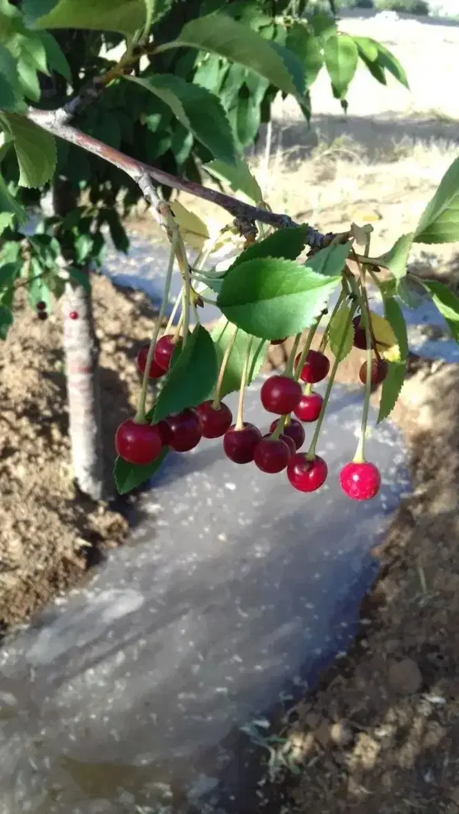 باغ ویلایی  بان گلشن آباد گوار عقیل آباد
