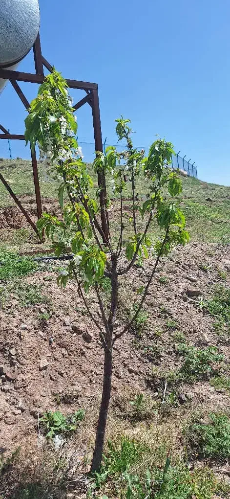 یک هکتار باغ پسته ۲۵ ساله به دربویین زهرا
