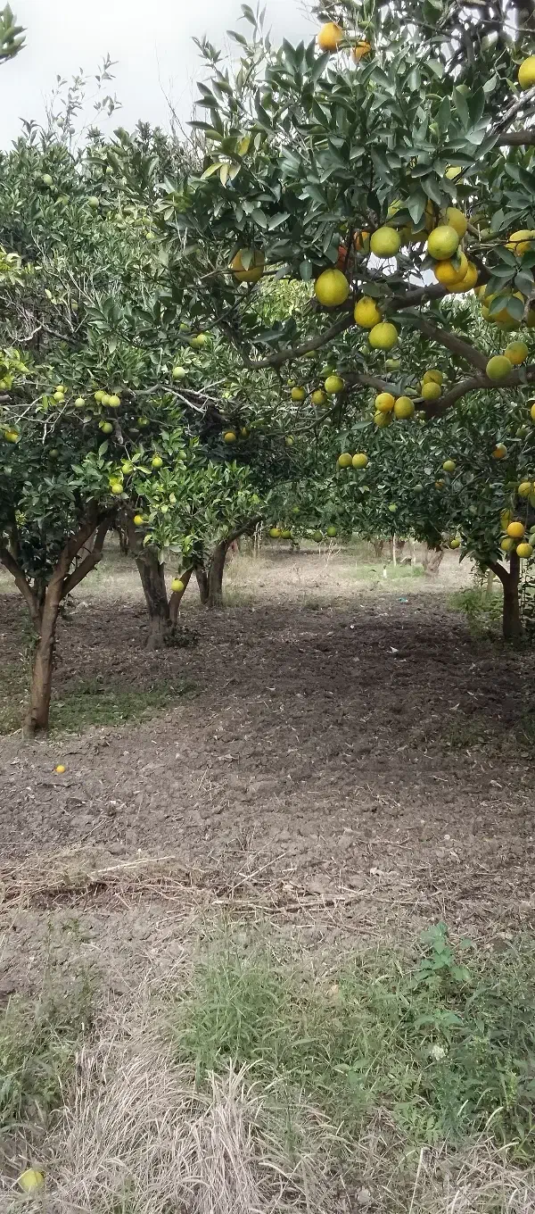 باغ مرکبات شش هکتاری در شمال زیبا