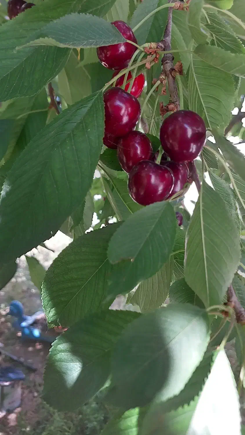 اردبیل نیر خونه دو خوابه با باغچه پارکینگ
