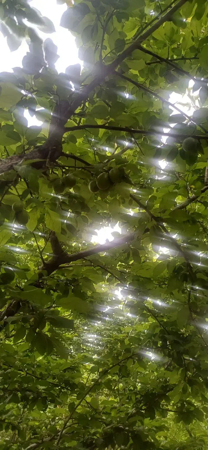باغ میوه