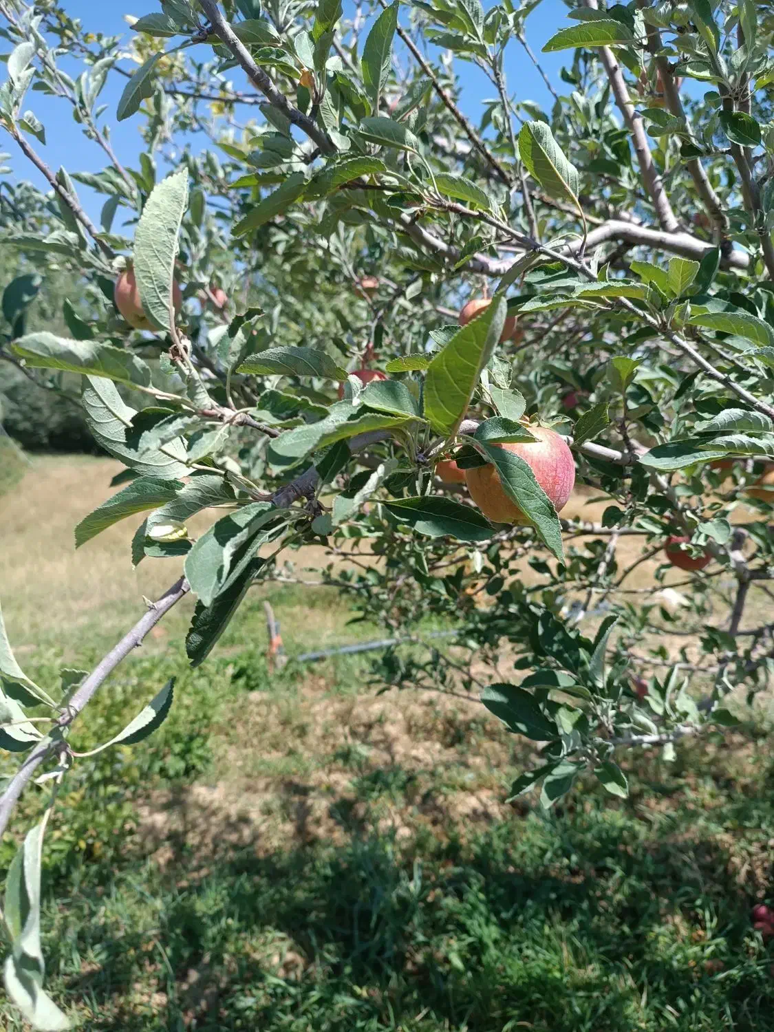 اجاره زمین کشاورزی