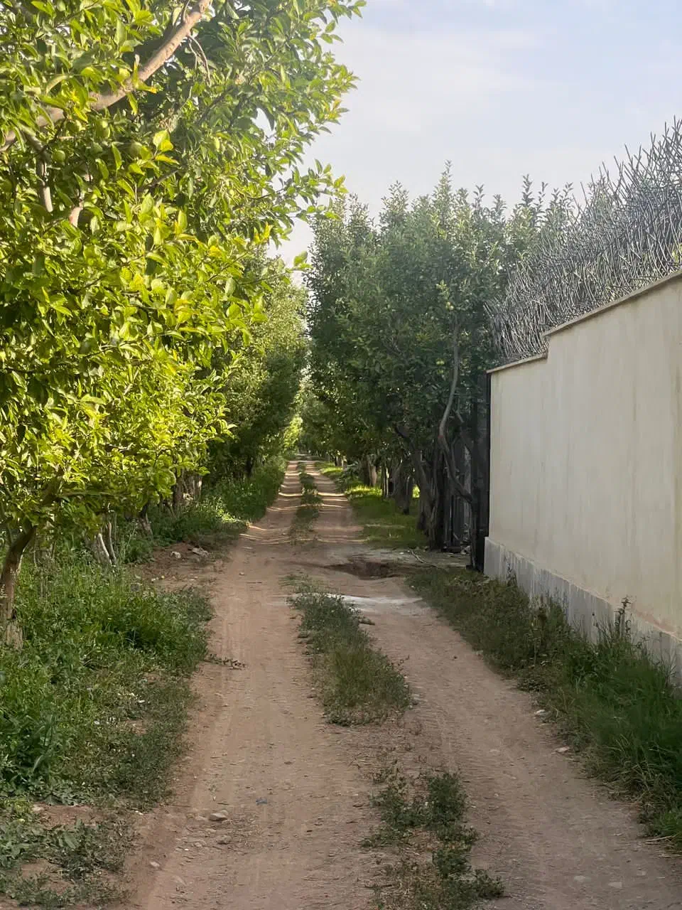 باغچه ۲۰۰ متری
