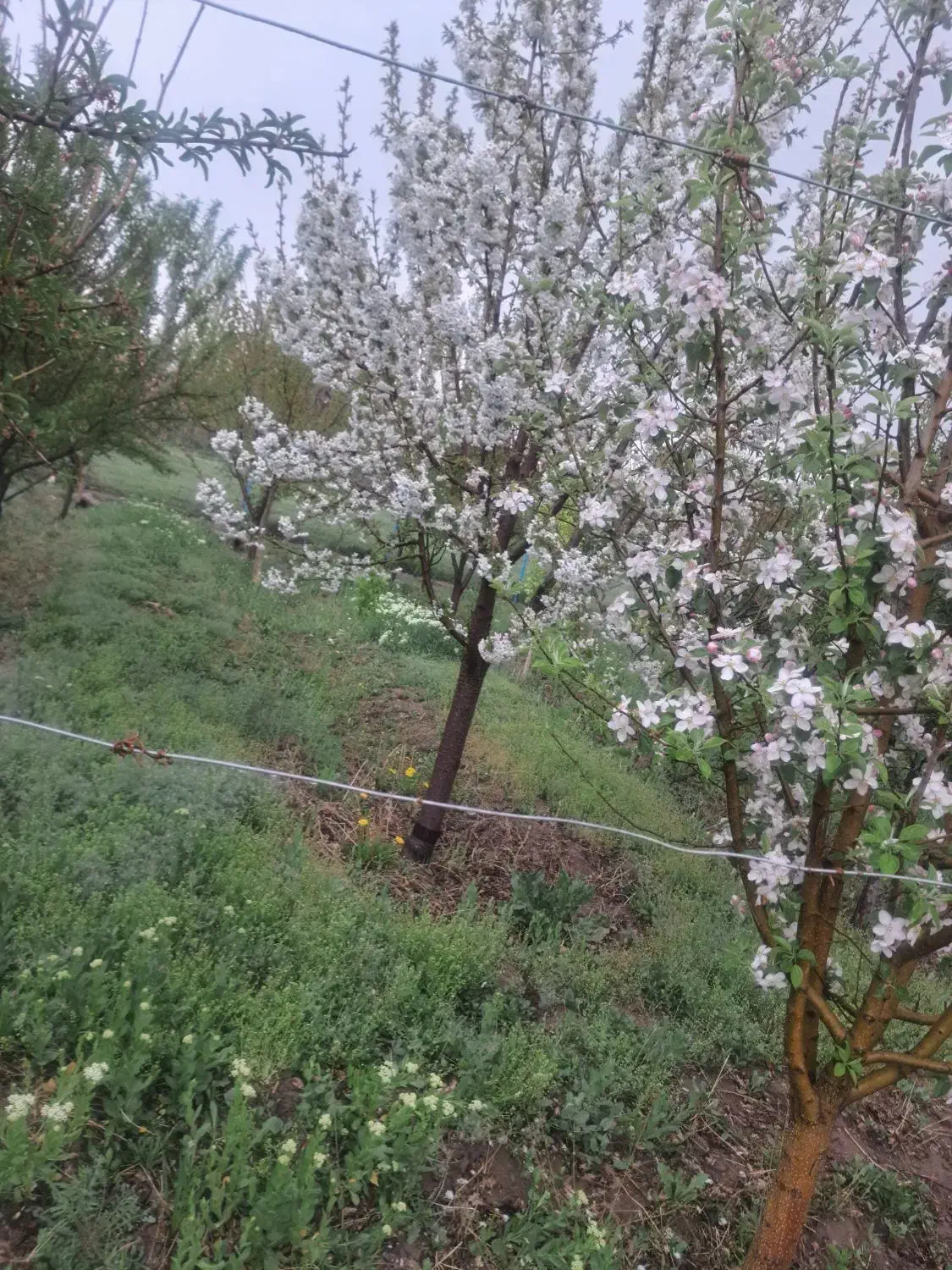 فروش باغ میوه درشهرستان ابهر