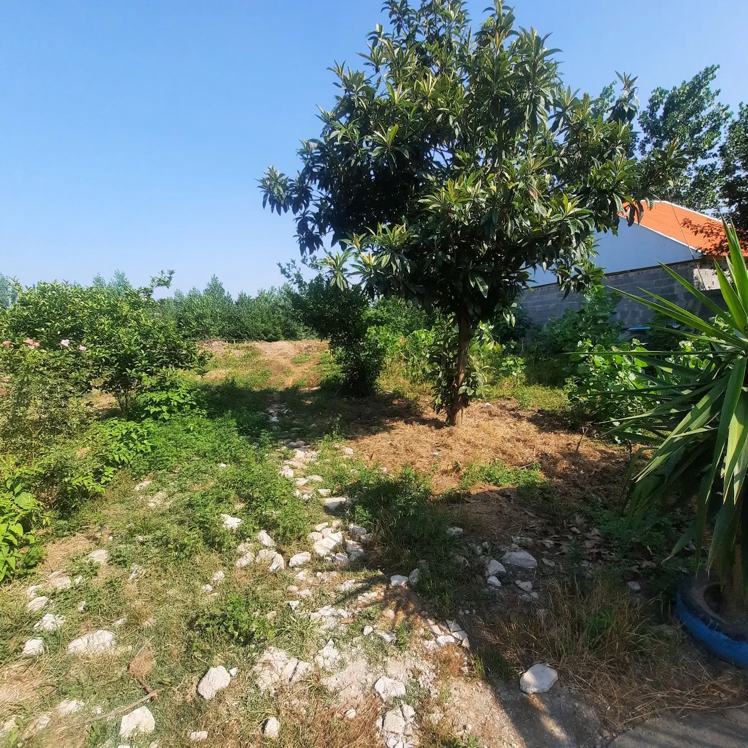 فروش فوری زمین ۲۰۰ متری در روستای نوخاله