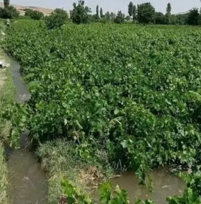 حیاط و شامل دامداری و 2000هزار باغ انگو