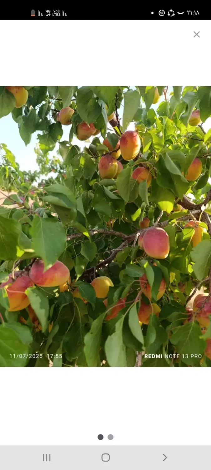 باغ ‌کشاورزی ۳۵۰۰متر نزدیک روستا