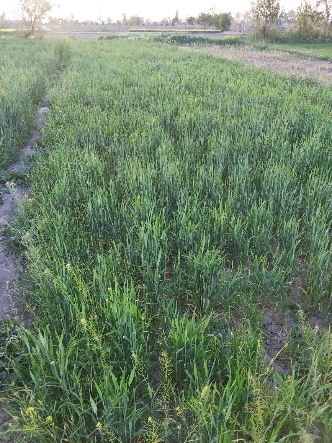 زمین کشاورزی نزدیک به خانه ها ۲۵۰ متر