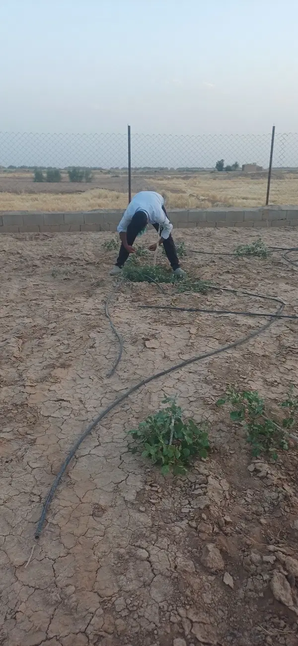 زمین باغی در مجموعه