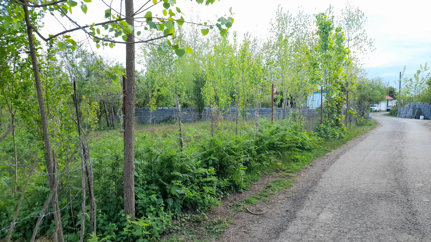 زمین باغی