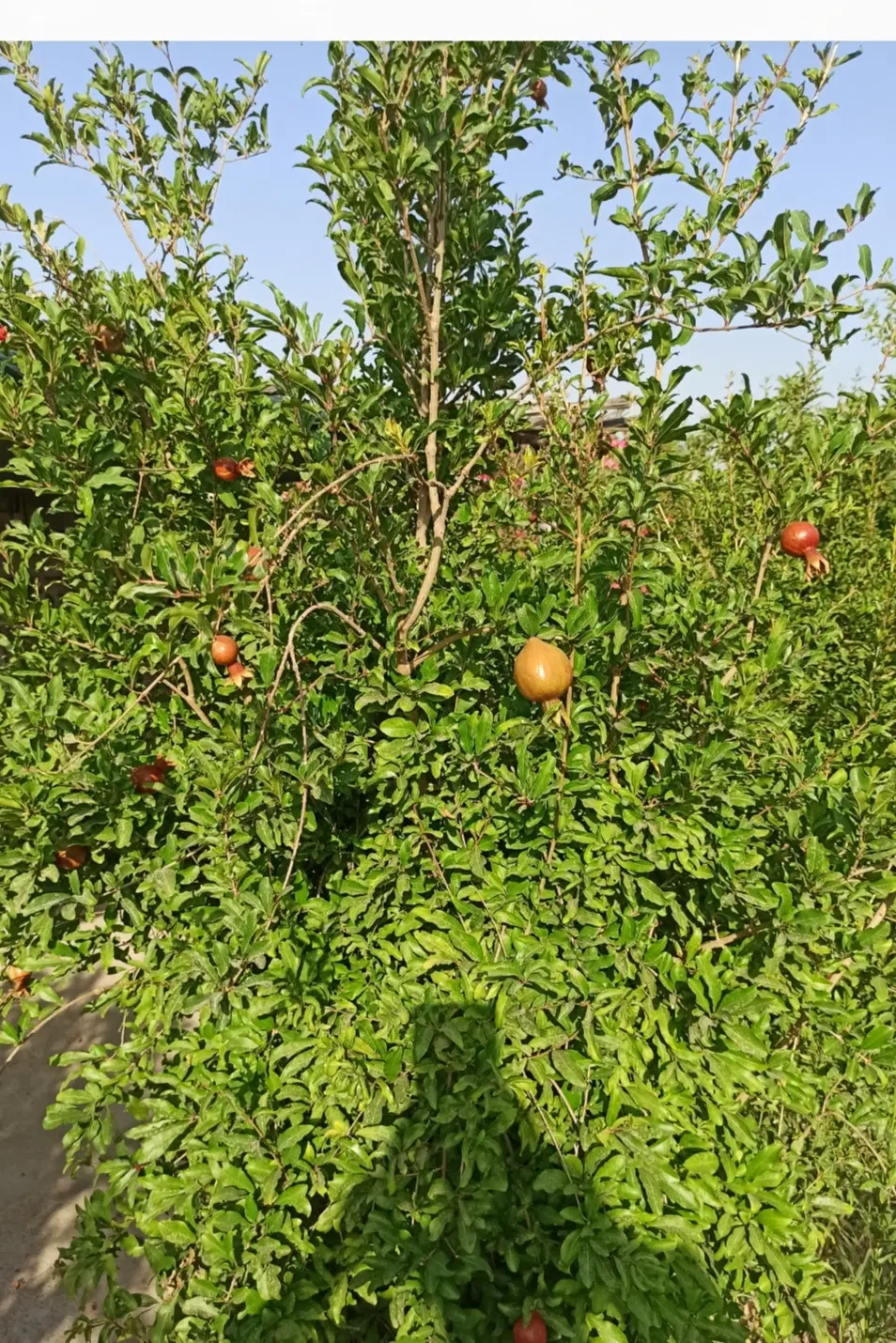 فروش باغ بادرختان مثمر