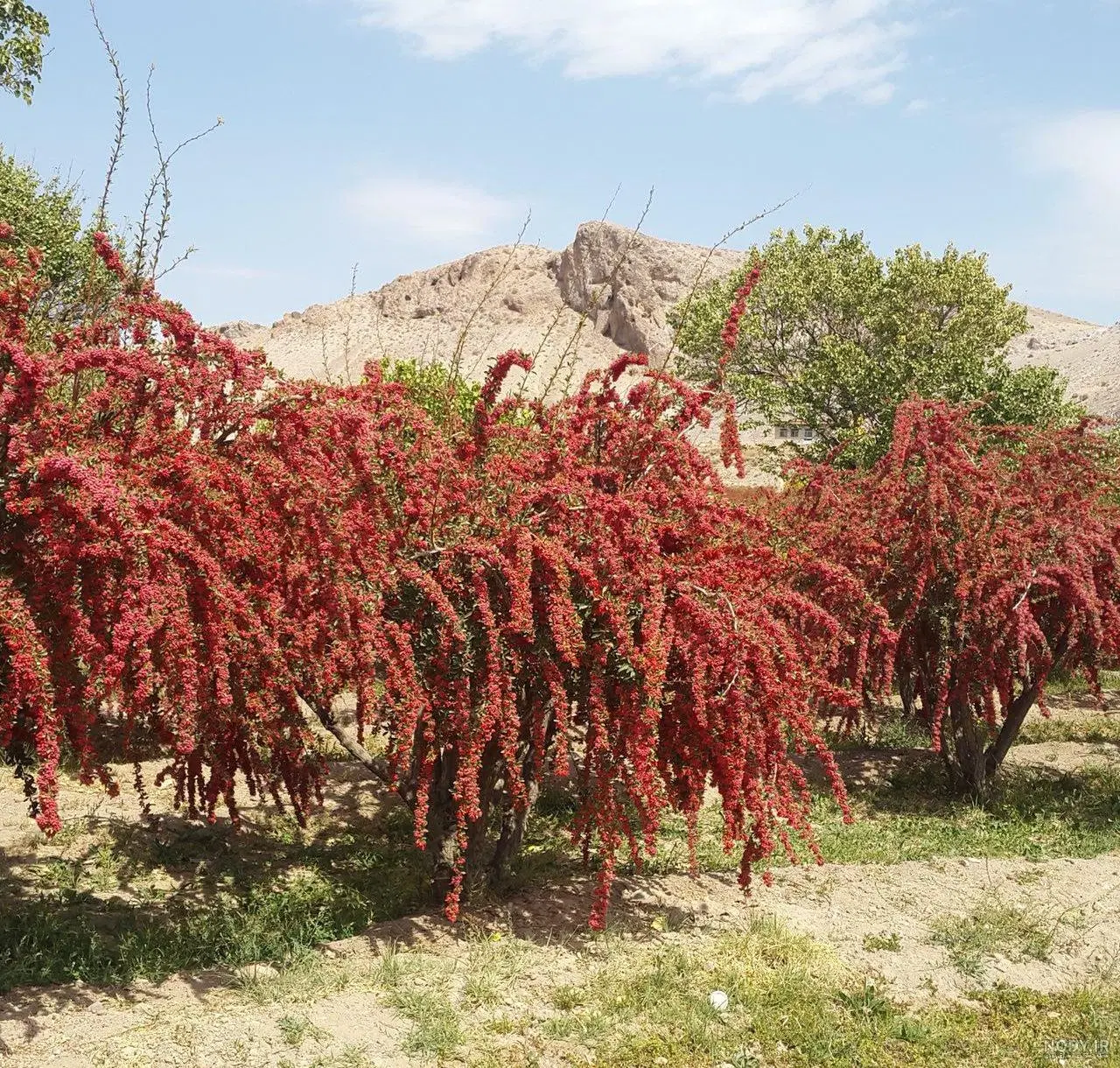 یک قطعه زمین کشاورزی دارای درخت زرشک
