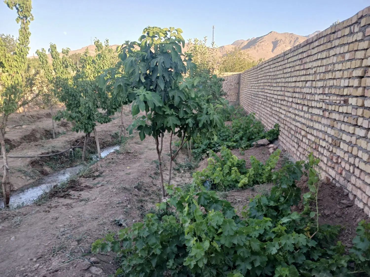 باغچه ۳۰۰ متری .دیوار آجری. اب قنات دائم.